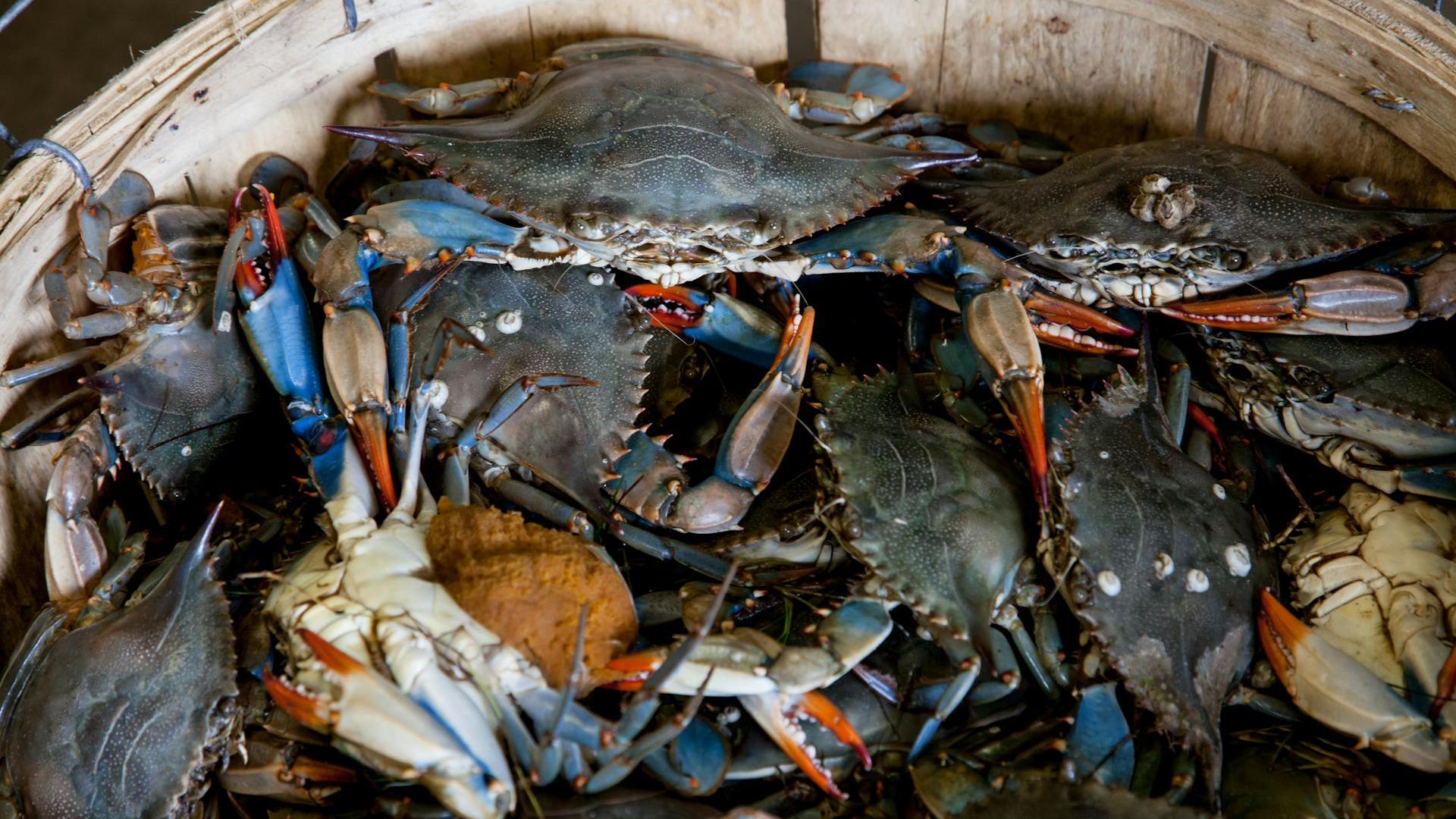 Seafood Expo Russia & Global Fishery Forum